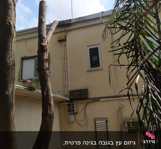 גזע עץ גזום ליד בניין
